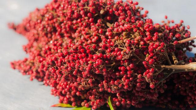 Bir tutamı onlarca derde deva oluyor! Kanser, dizanteri, kulak iltihabı, diş ağrısı...