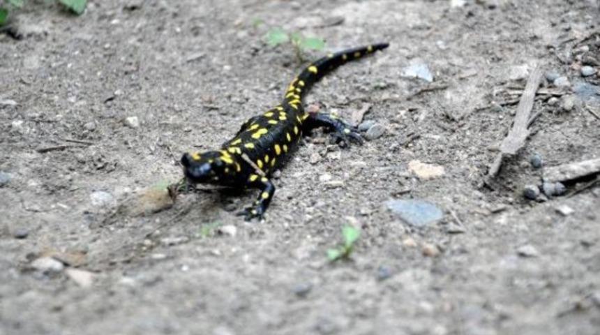 Sarı benekli kertenkeleyi g&ouml;renler şaşırdı