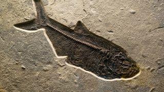 Çin'de heyecanlandıran keşif! 30 milyon yıllık balık fosili bulundu