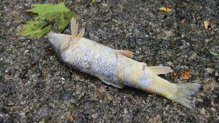 Çanakkale'de balık ölümleri korkutuyor