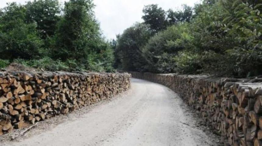 Türkiye'de 12 yılda 164 bin hektar orman kayıp