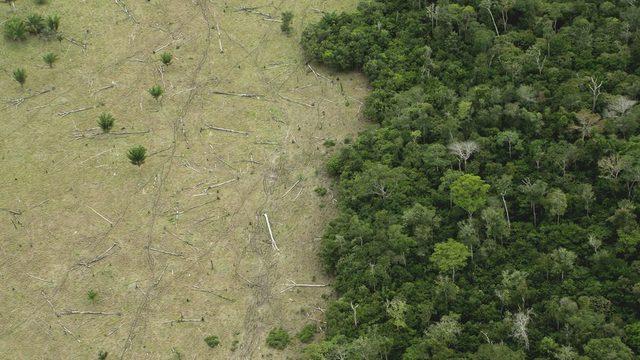 Ormansızlaşmanın etkileri geri döndürülemez olabiliyor