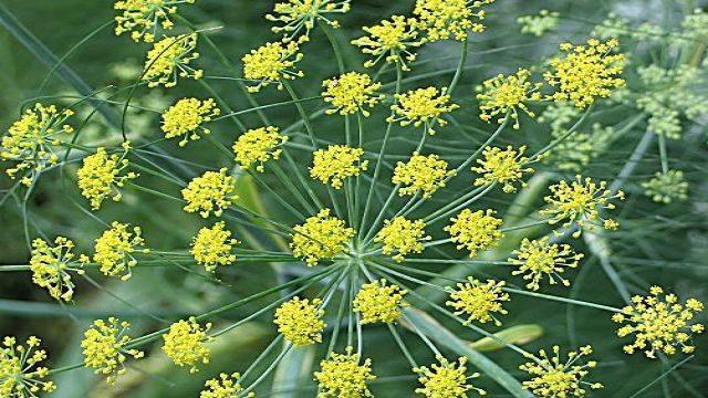 Her yaş için şifalı: Rezene