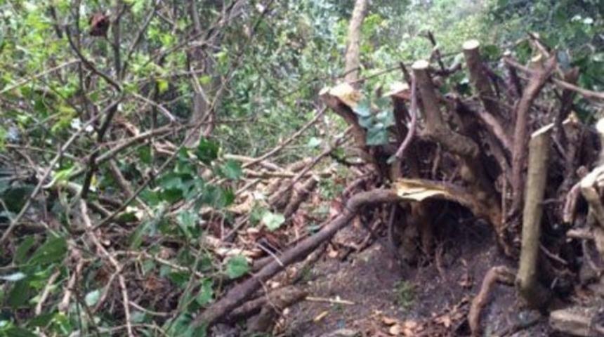 Kuzguncuk Bostanı'nda ağaç katliamı