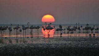 Bir dönemin kuş cenneti Seyfe Gölü çöle döndü