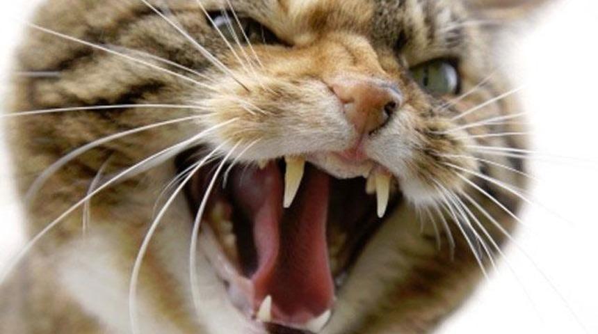 Fransa&rsquo;da &lsquo;vahşi kedi &ccedil;etesi&rsquo; alarmı