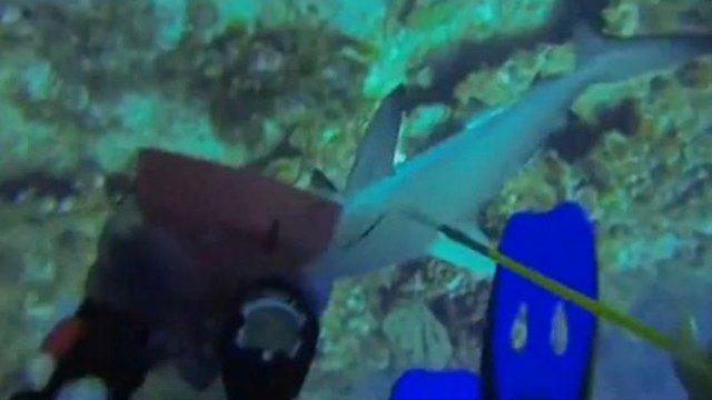 Köpek balığıyla ölüm kalım mücadelesi