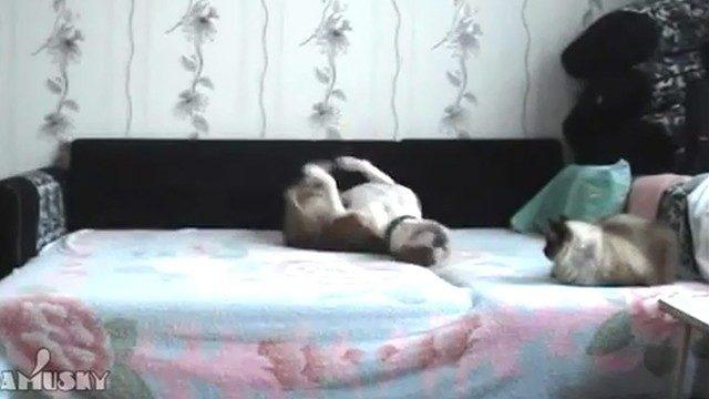 Sahibi yatağa çıkmasını yasaklamıştı ama...