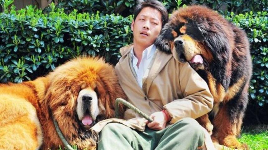 Dünyanın en pahalı köpeği 4 milyon 300 bin liraya satıldı