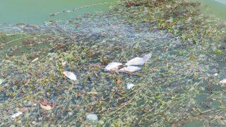 Seyhan Nehri'nde çok sayıda balık öldü