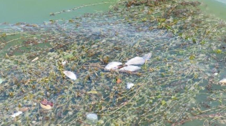 Seyhan Nehri'nde çok sayıda balık öldü