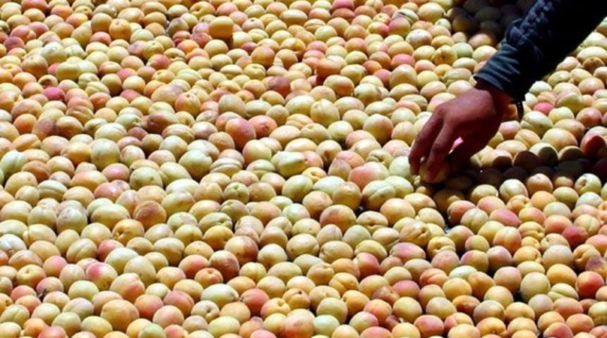 Karakaya kıyısındaki kayısı &uuml;reticilerine "piyango" vurdu