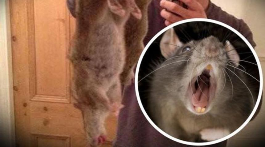 Dev fareler İngiltere'yi işgal etti