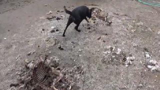 7 yıldır kayıptı, korkunç gerçek ortaya çıktı! Emrah Dinçer'i akrabaları öldürüp ahır bahçesine gömmüş