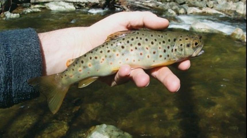 Yuvasını kurutacaklar