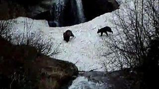 Karşısına çıkan ayı ile sohbete kalkışıp kameraya aldı
