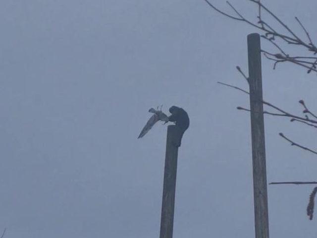 Dev maymun uçan martıyı böyle yakalayıp öldürdü! Korkunç anlar...