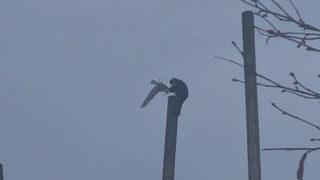 Dev maymun uçan martıyı böyle yakalayıp öldürdü! Korkunç anlar...