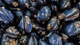 Yıllardır tüketiliyor! İnsan vücuduna etkileri korkunç...