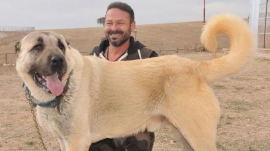 Kangal k&ouml;peği 72 bin liraya satıldı