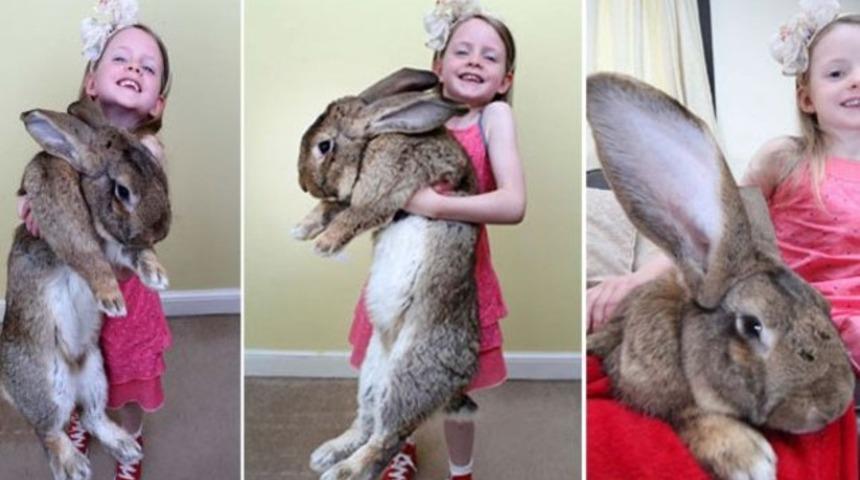 D&uuml;nyanın en b&uuml;y&uuml;k tavşanı