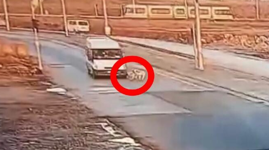  Yaralı köpeğe akılalmaz muamele! Minibüs çarptı belediye sürükledi