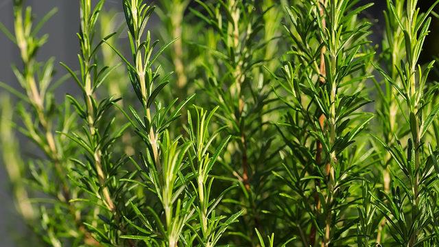 Ne iltihap kalır ne ödem! Biberiye faydaları nelerdir?