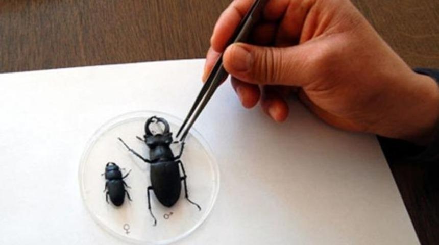 Geyik böceği için 15 bin dolarlık proje