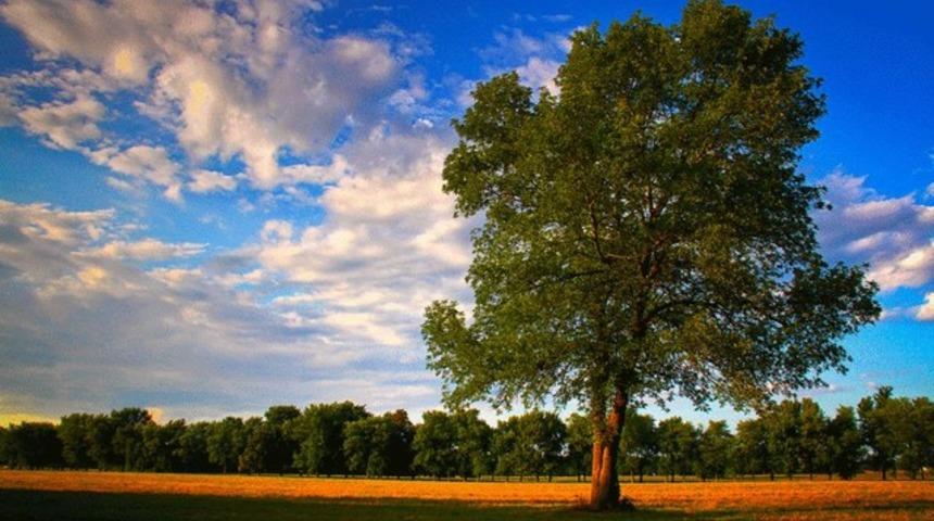 'Porno izleyerek doğayı kurtarın' kampanyası