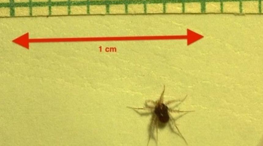 En hızlı kara canlısı bir kene