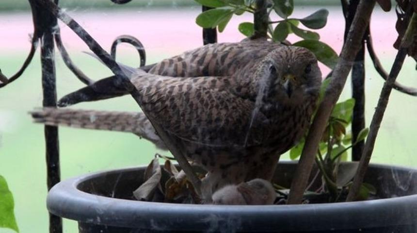 Atmaca saksıya yuva yaptı