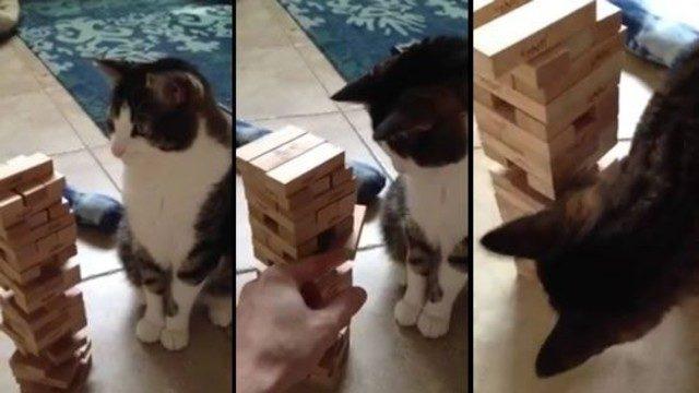 Jenga oynayan kedi