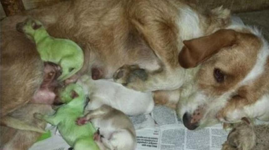 İki yavru k&ouml;pek yeşil renkte doğdu