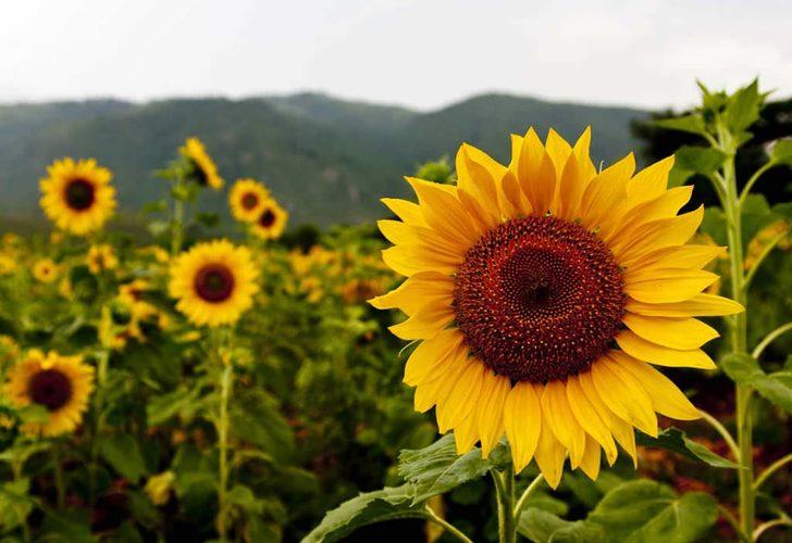 Ayçiçeği için kritik karar! 4 ilde daha...