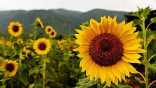 Ayçiçeği için kritik karar! 4 ilde daha...