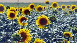 Rusya'dan çıkan ayçiçeği yüklü ilk gemi Mersin’e ulaştı : İçinde tonlarca yağ var