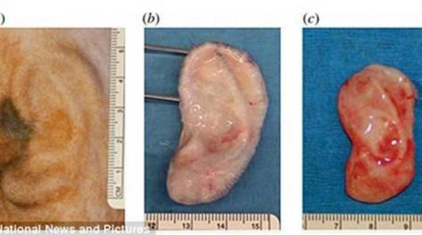 3 boyutlu yazıcıda kulak &uuml;retildi
