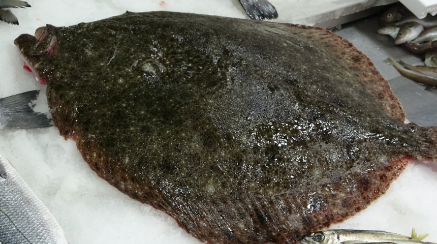 Sinop'ta ağlara takıldı! '5 kilodan fazla, 3 bin TL'ye sattım'