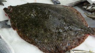 Sinop'ta ağlara takıldı! '5 kilodan fazla, 3 bin TL'ye sattım'