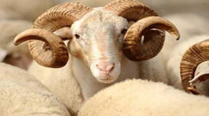 Kurbanlık fiyatları açıklandı