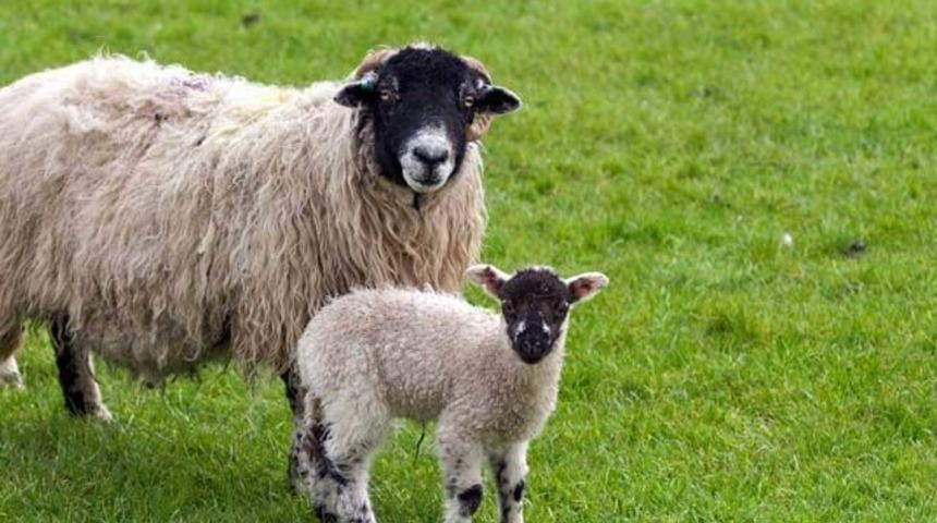 Kurban Bayramı ne zaman?