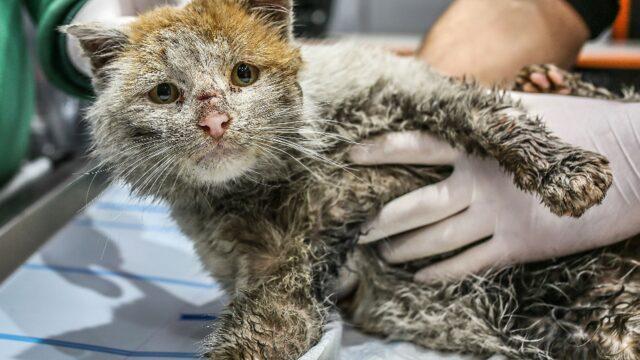 Elazığ depreminde yaralı olarak kurtarılmıştı! Kedi Toros'tan kötü haber