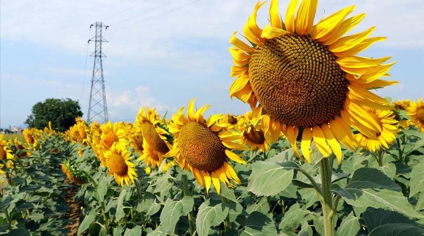 TMO'dan ayçiçeği yağı ve buğday stokları açıklaması