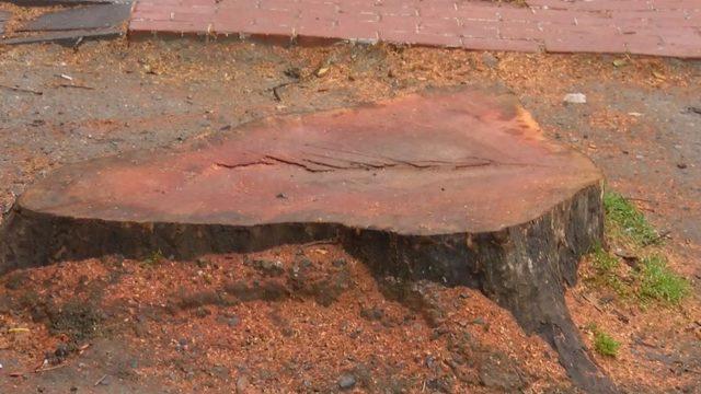 Çırağan Caddesi'ndeki 112 çınar kesildi! Dikkat çeken iddia: Reklam panoları için mi kesildi?