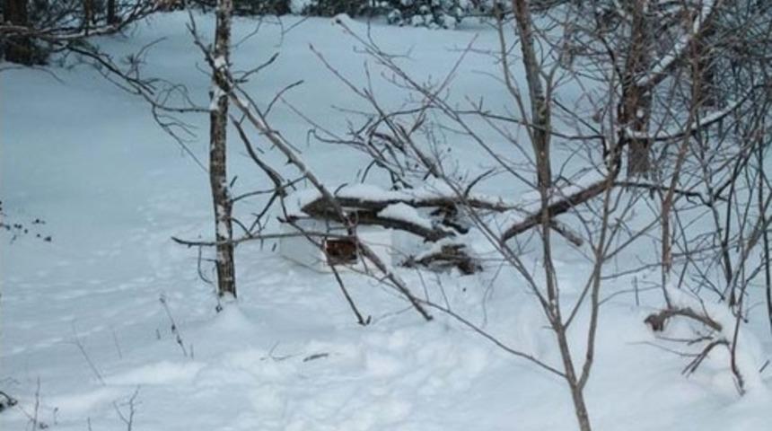 2 kedinin inanılmaz kurtuluş hikayesi
