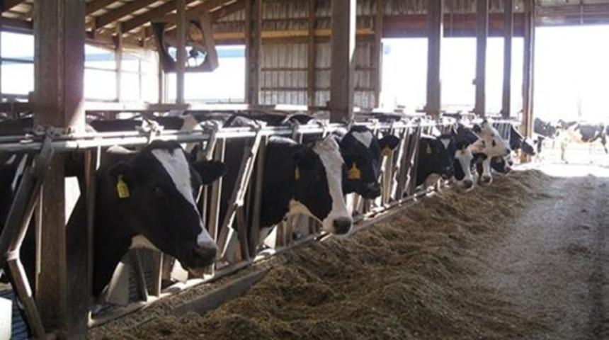 İnekler gaz &ccedil;ıkardı, ahır patladı