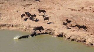 Dev timsah yaban domuzunu böyle avladı