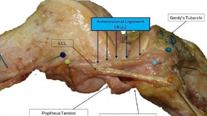 İnsan v&uuml;cudunda yeni bir b&ouml;l&uuml;m keşfedildi