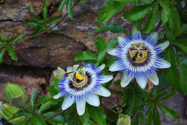 passionflower-g948331a68_1920