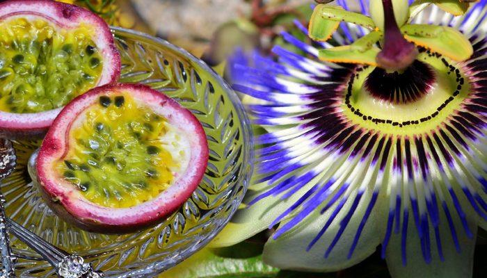 Cinsel gücü anında artırıyor! Passiflora bitkisinin meyvesi